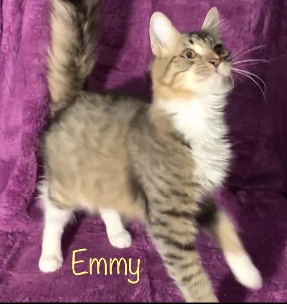 Emmy, Adoptable, Kitten Female Domestic Medium Hair.