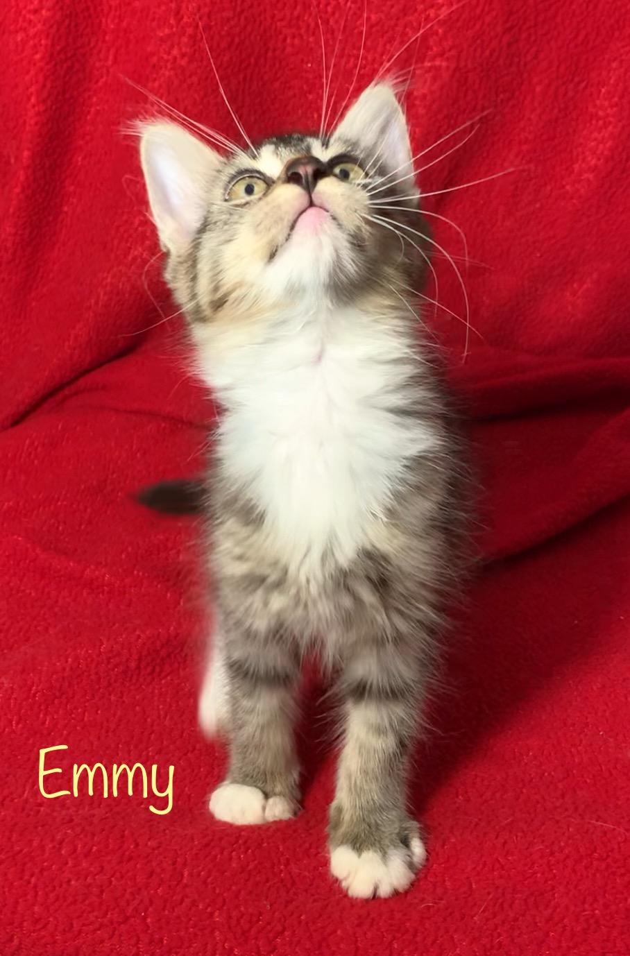 Emmy, a Adoptable Domestic Medium Hair in Dixon, CA image 2/4