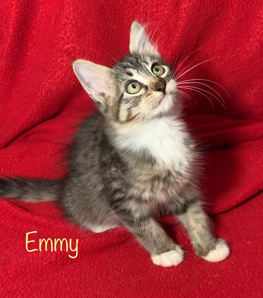 Emmy, a Adoptable Domestic Medium Hair in Dixon, CA image 3/4