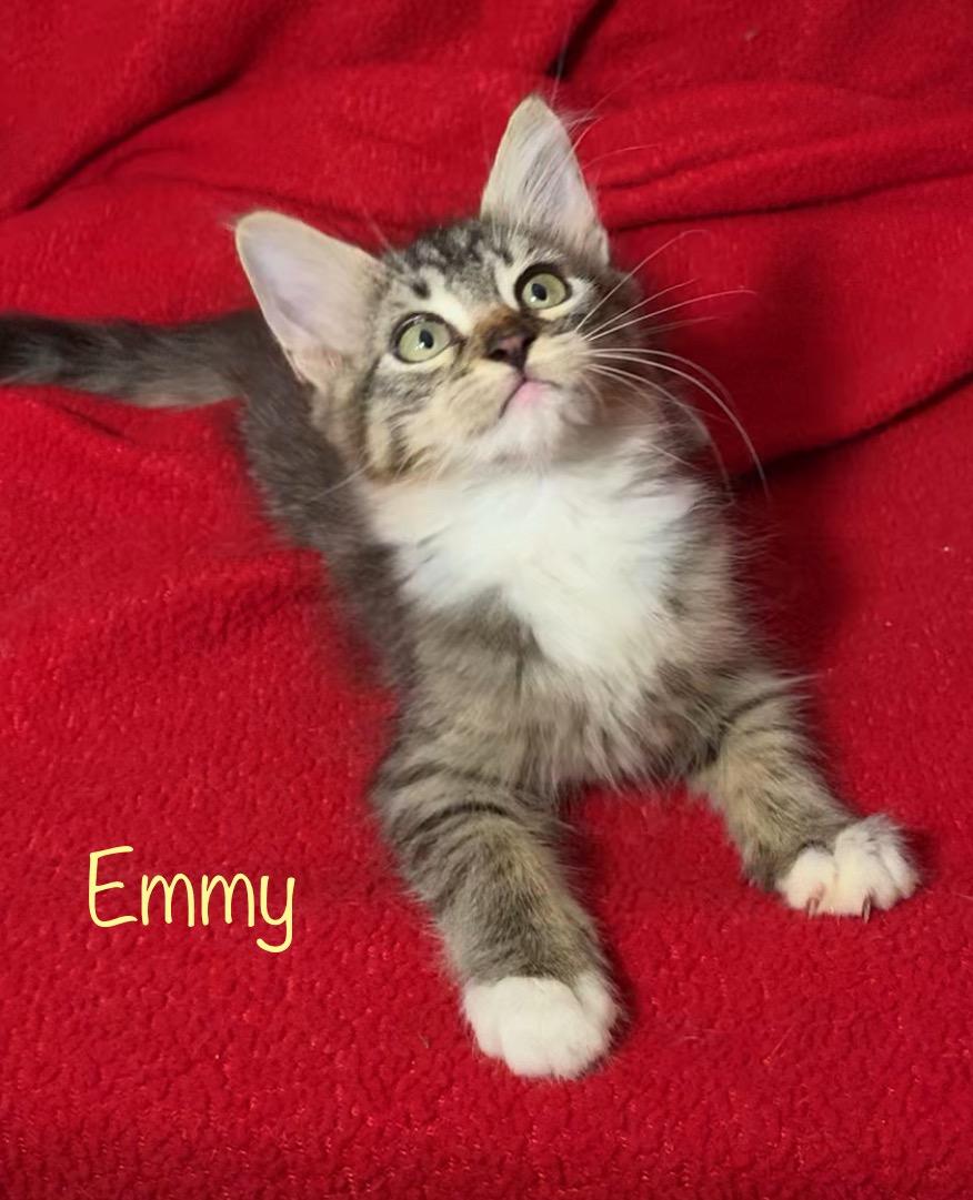 Emmy, a Adoptable Domestic Medium Hair in Dixon, CA image 4/4