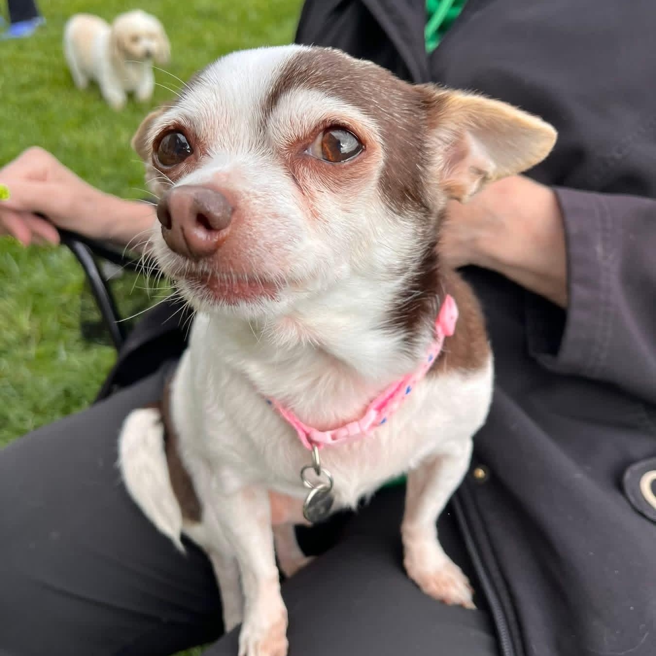 MINNIE, a ADOPTABLE Chihuahua in Schnecksville, PA image 1/2