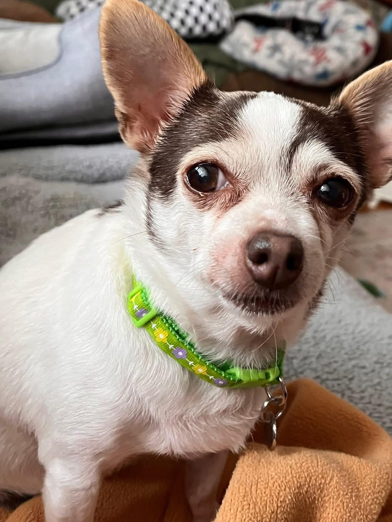 MINNIE, a ADOPTABLE Chihuahua in Schnecksville, PA image 2/2