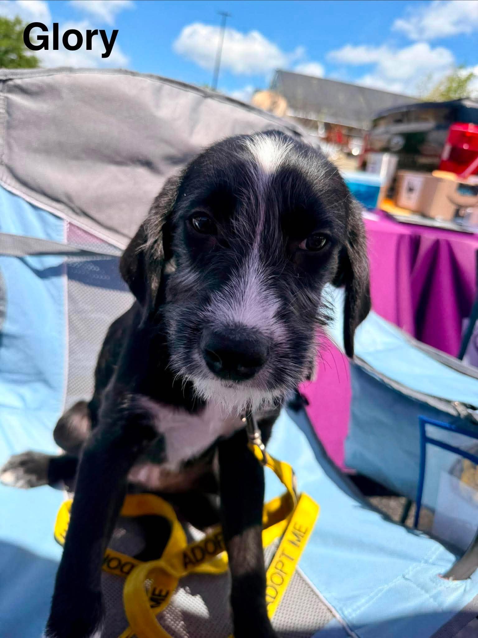 GLORY, Adopted, Young Female Labrador Retriever.
