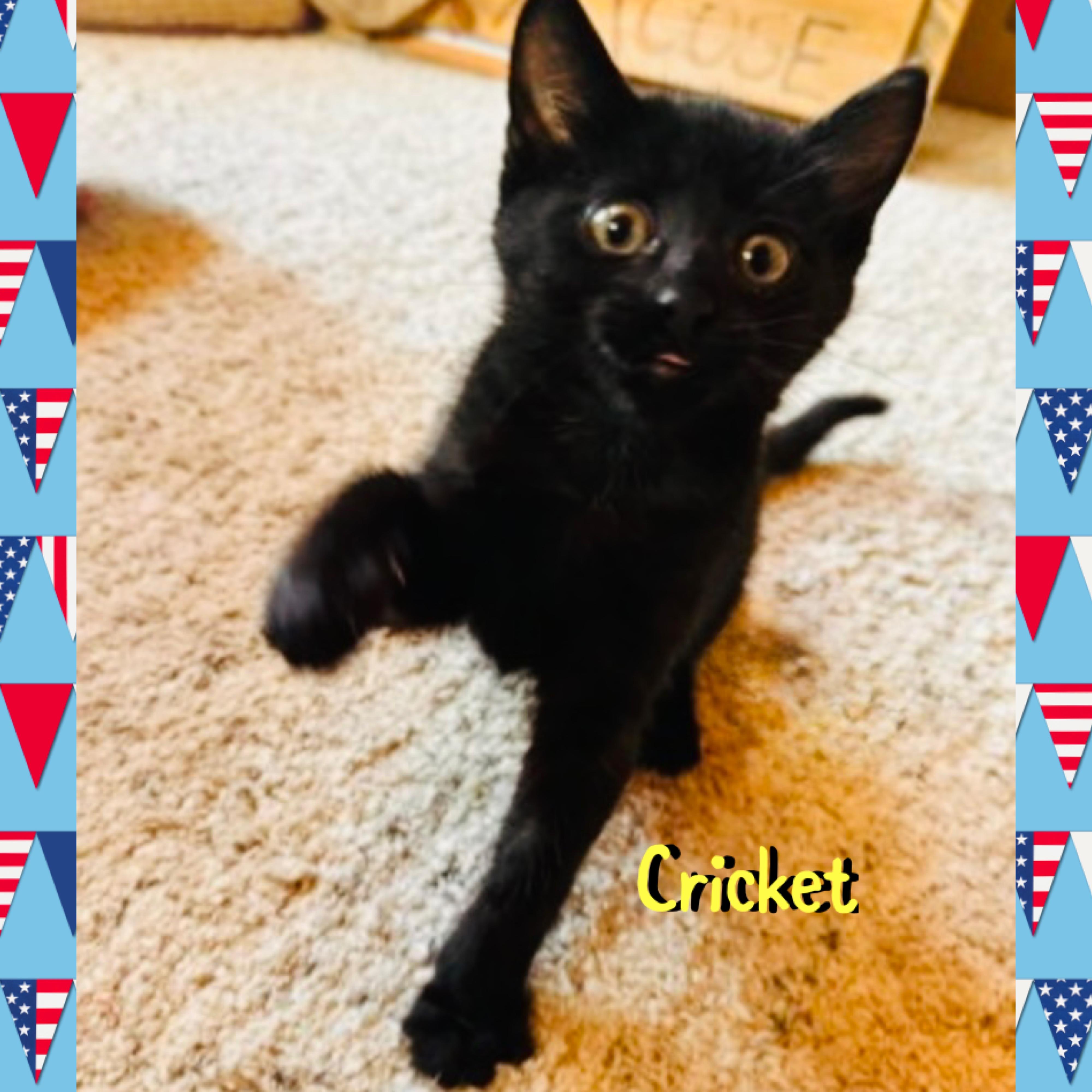 Cricket, an adopted mixed breed in Red Lodge, MT image 2/3
