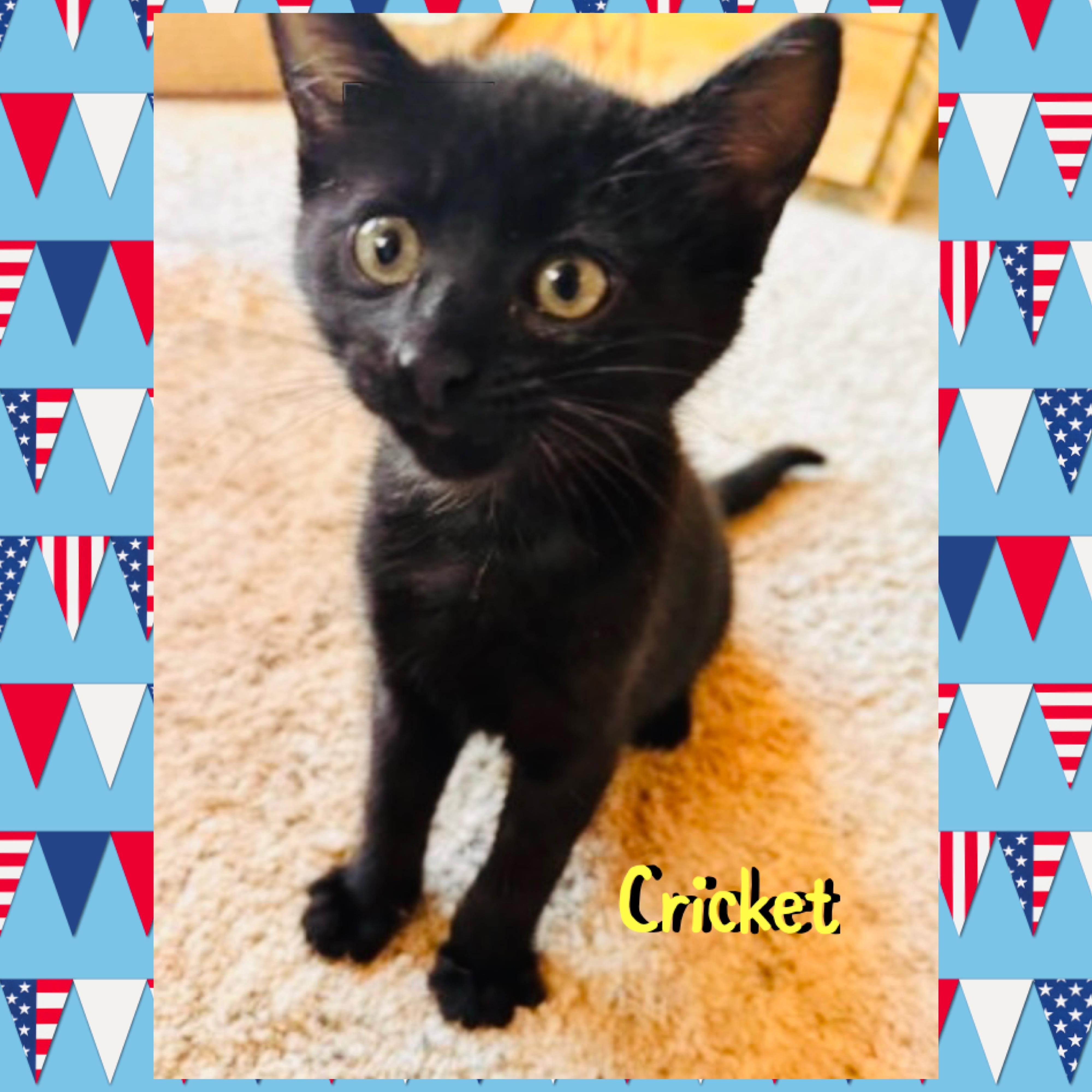 Cricket, an adopted mixed breed in Red Lodge, MT image 3/3