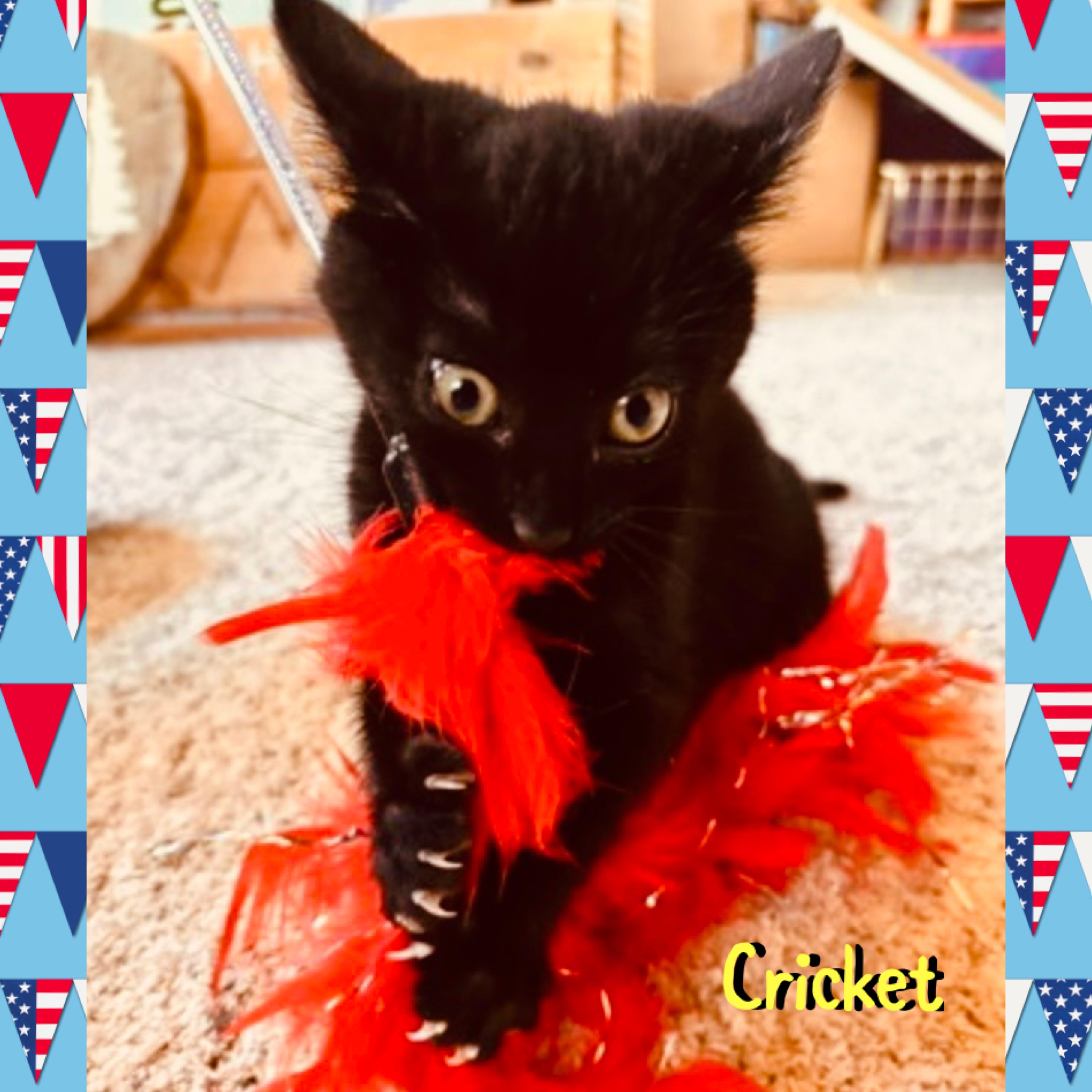 Cricket, an adopted mixed breed in Red Lodge, MT image 1/3