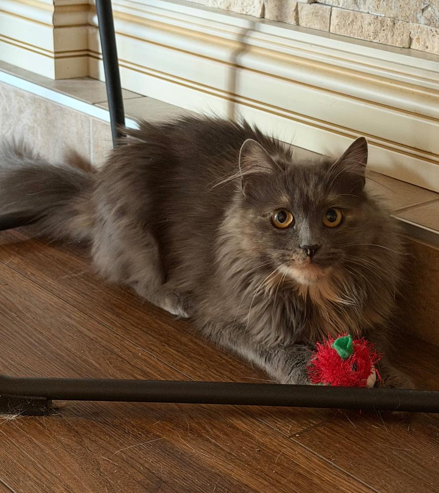Gladiolus, Adoptable, Young Female Domestic Medium Hair.