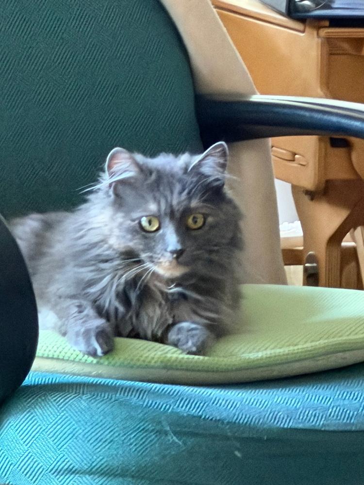 Gladiolus, a Adoptable Domestic Medium Hair in Dayton, OH image 2/6