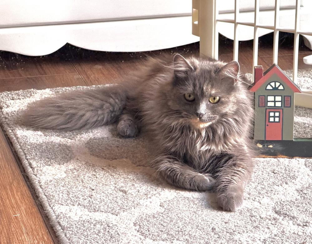 Gladiolus, a Adoptable Domestic Medium Hair in Dayton, OH image 3/6