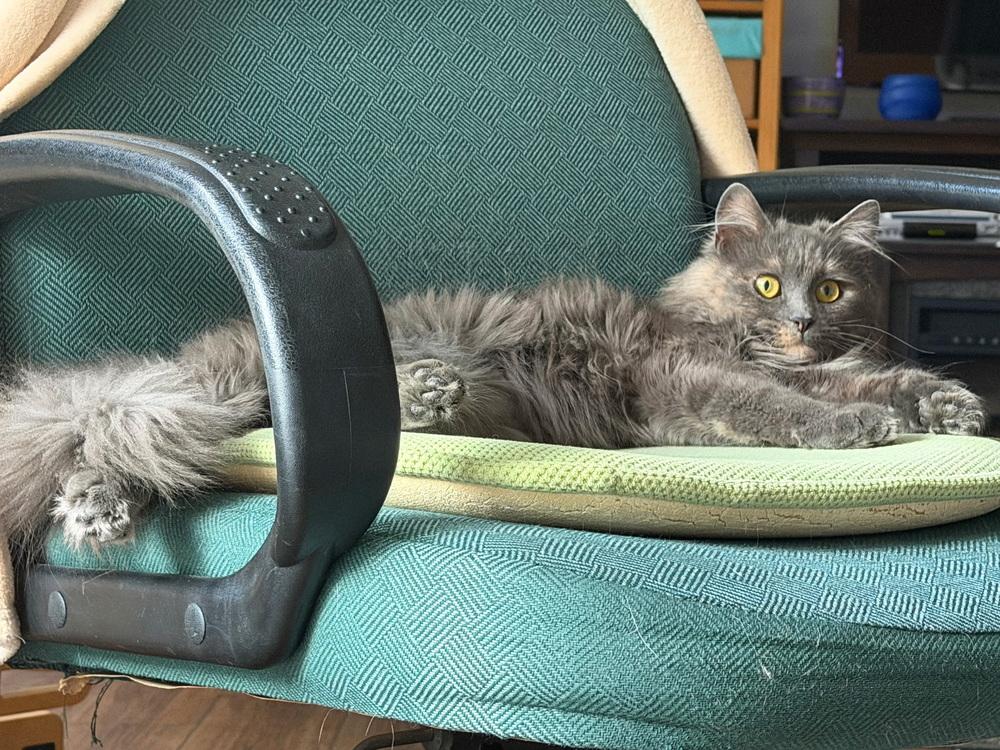 Gladiolus, a Adoptable Domestic Medium Hair in Dayton, OH image 4/6