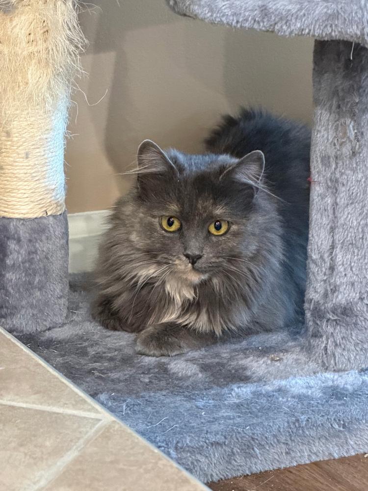 Gladiolus, a Adoptable Domestic Medium Hair in Dayton, OH image 5/6