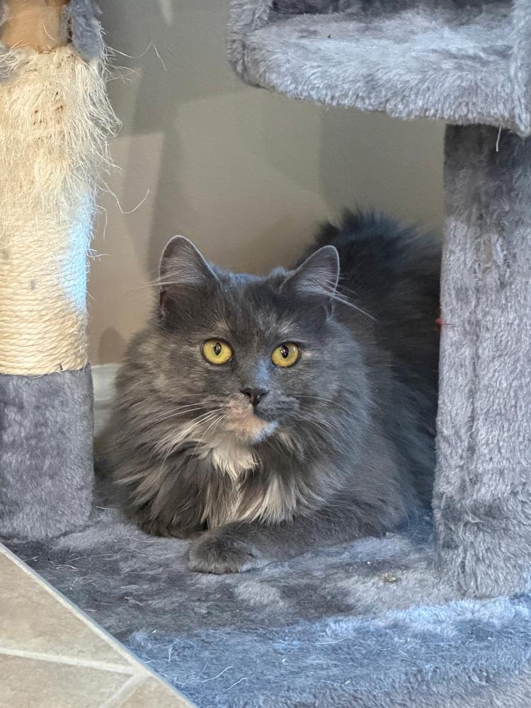 Gladiolus, a Adoptable Domestic Medium Hair in Dayton, OH image 6/6