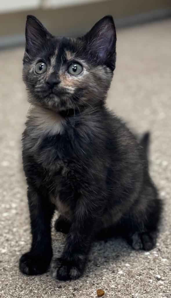 Cinder, a Adoptable mixed breed in Great Bend, KS image 1/2
