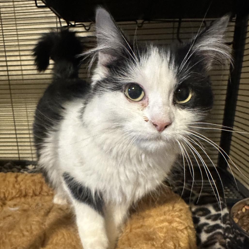 Marietta, Adoptable, Young Female Domestic Long Hair.