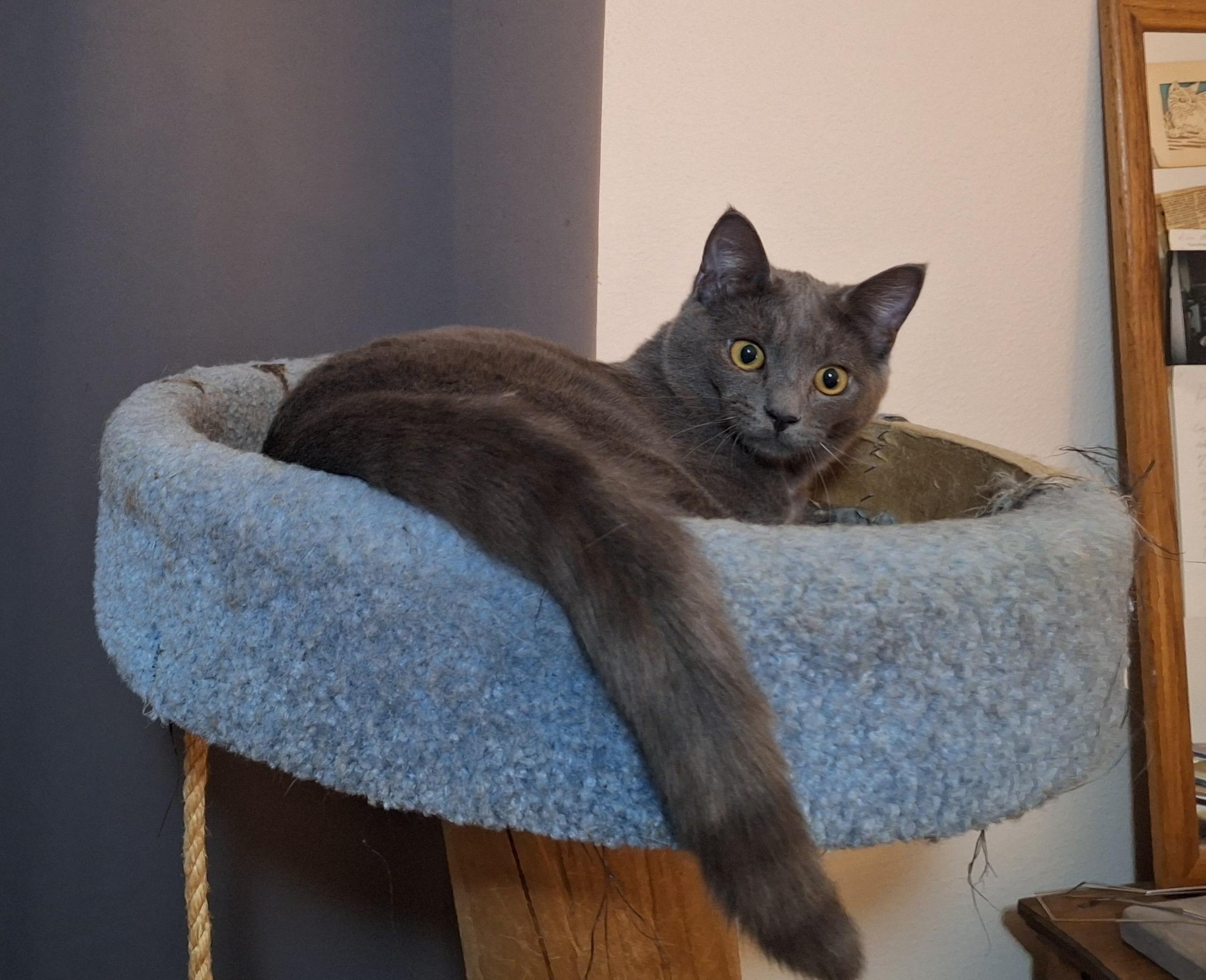 Enlarge Hank and Ace, a ADOPTABLE Domestic Short Hair in Seattle, WA image 2/4