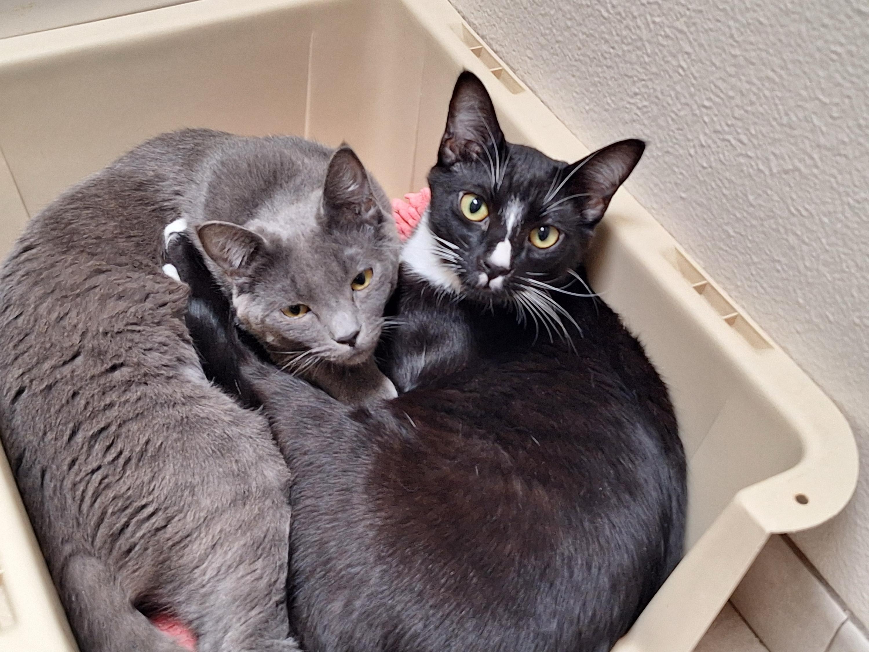 Enlarge Hank and Ace, a ADOPTABLE Domestic Short Hair in Seattle, WA image 1/4