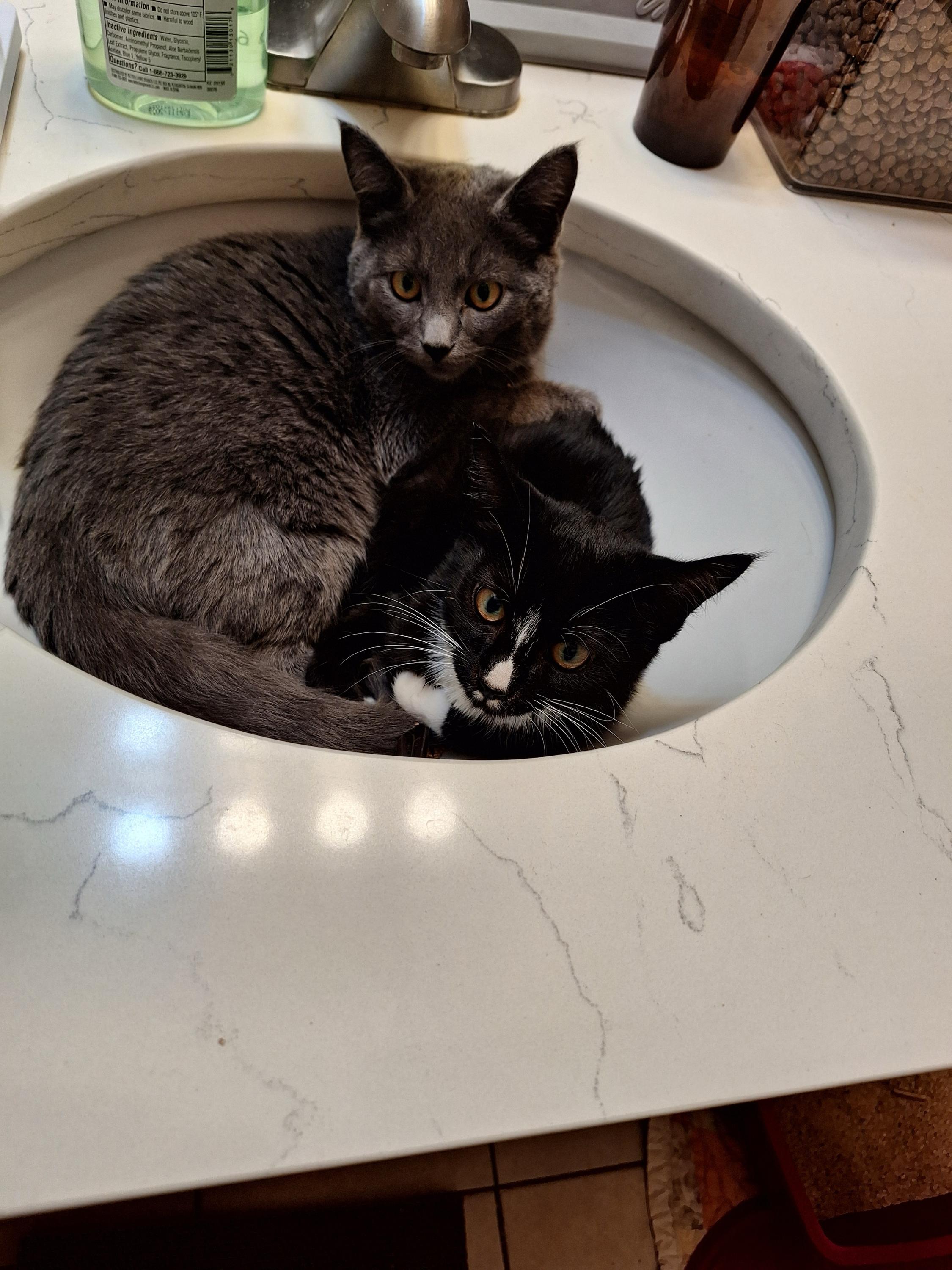 Enlarge Hank and Ace, a ADOPTABLE Domestic Short Hair in Seattle, WA image 4/4