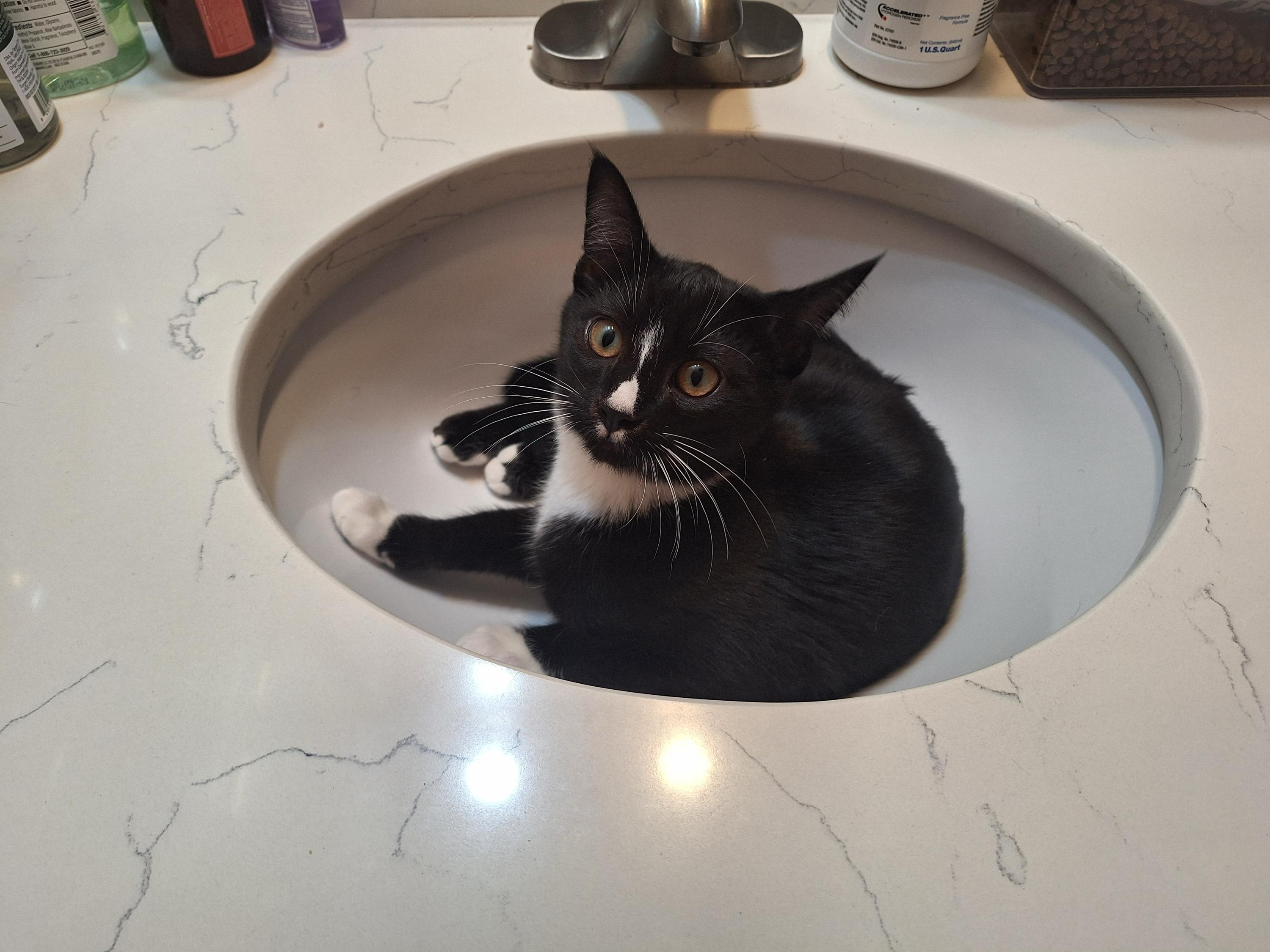 Enlarge Hank and Ace, a ADOPTABLE Domestic Short Hair in Seattle, WA image 3/4