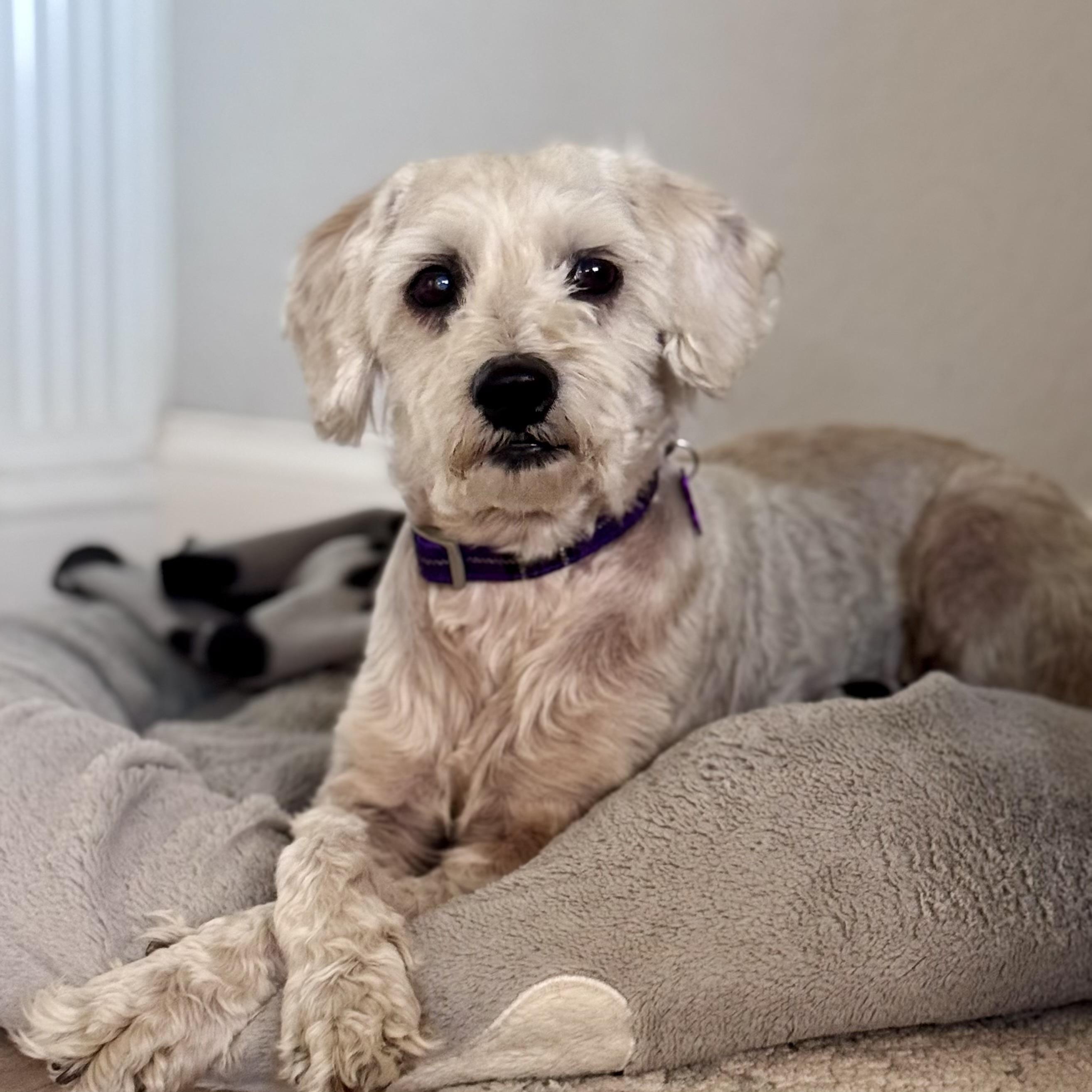 Penelope #560, a Adoptable mixed breed in Placentia, CA image 1/6