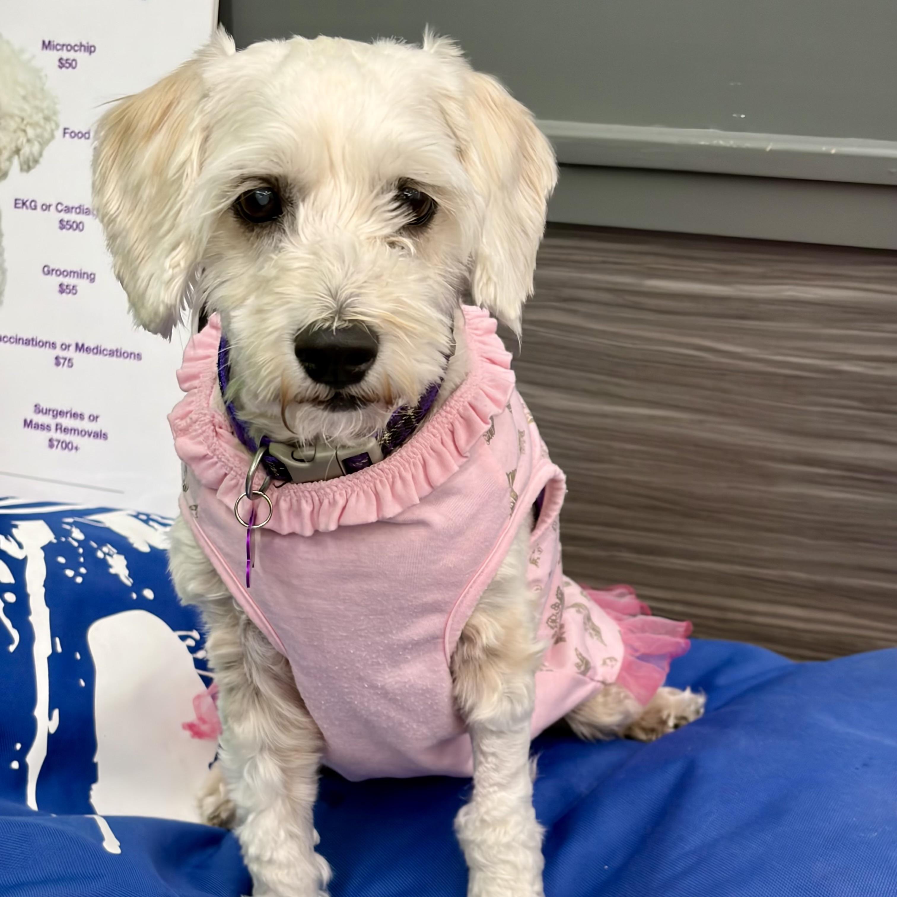 Enlarge Penelope #560, a Adoptable mixed breed in Placentia, CA image 2/6