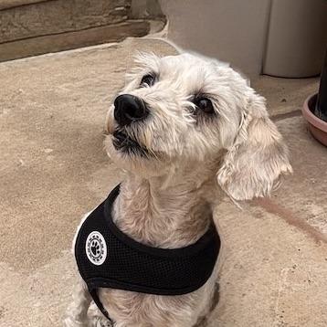 Penelope #560, a Adoptable mixed breed in Placentia, CA image 2/6