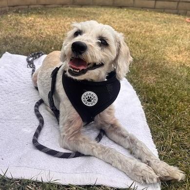 Penelope #560, a Adoptable mixed breed in Placentia, CA image 3/6
