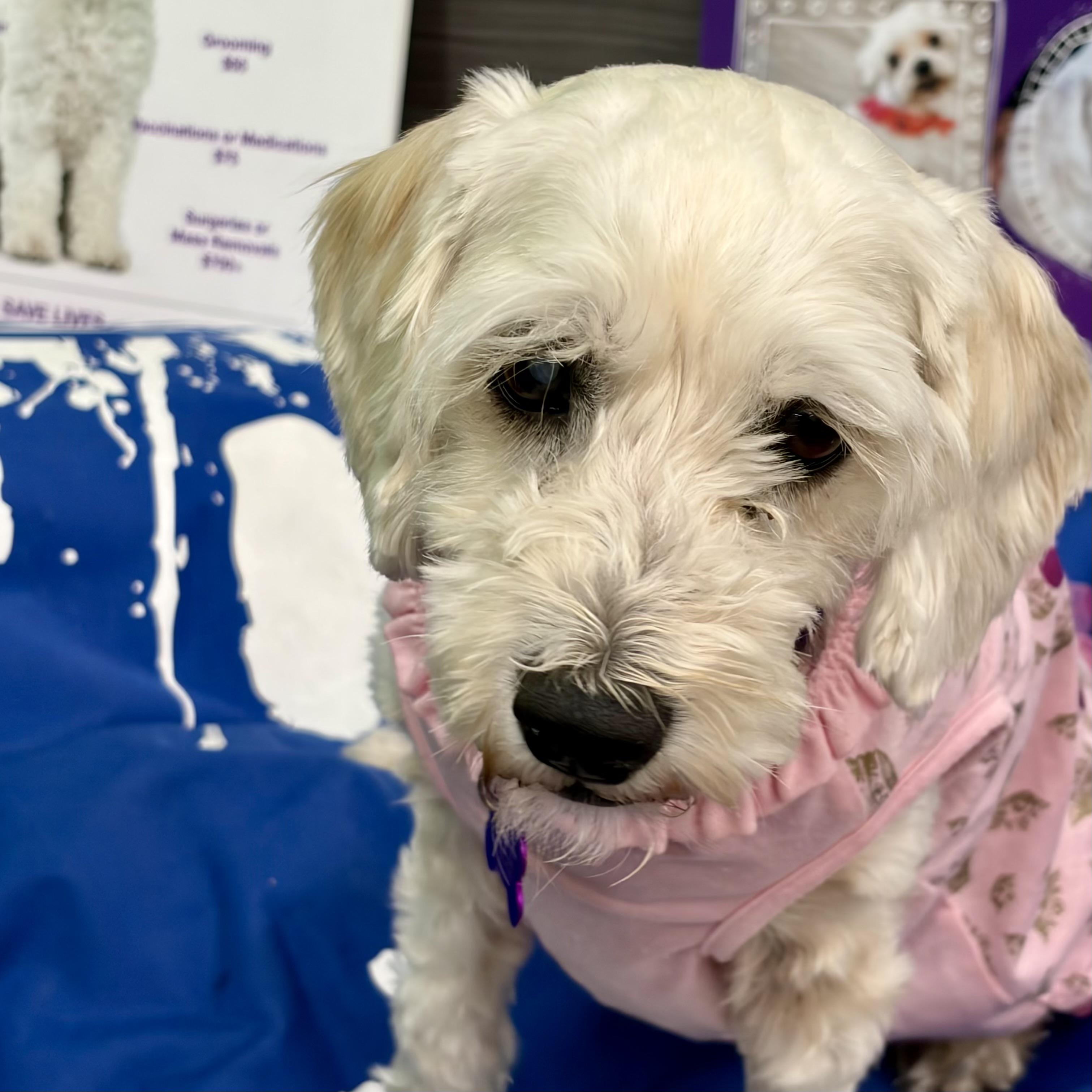 Enlarge Penelope #560, a Adoptable mixed breed in Placentia, CA image 4/6