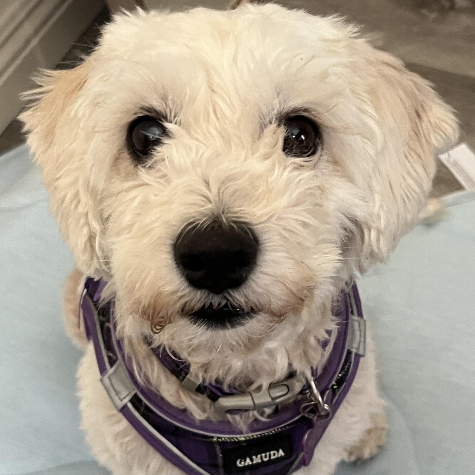 Enlarge Penelope #560, a Adoptable mixed breed in Placentia, CA image 5/6