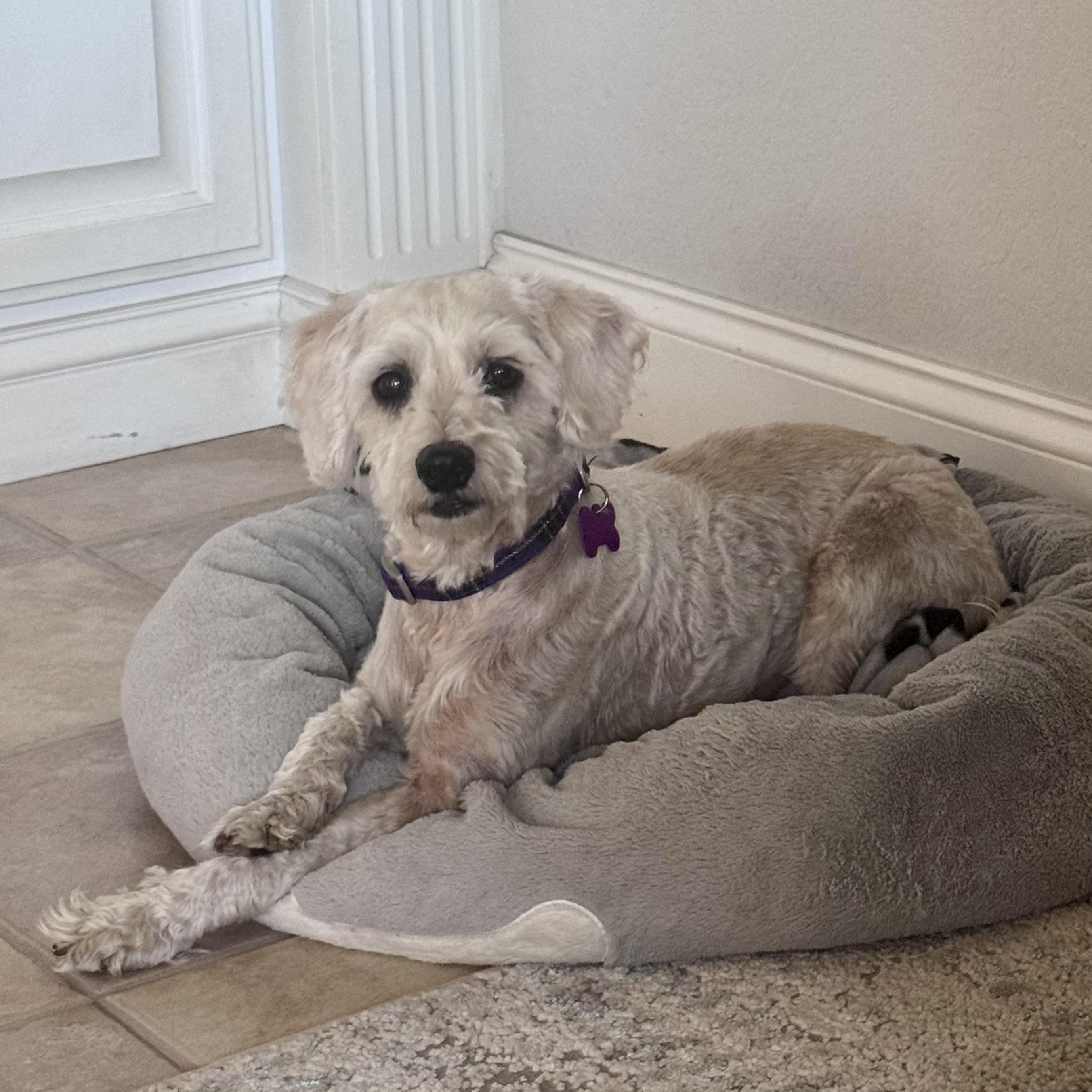 Penelope #560, a Adoptable mixed breed in Placentia, CA image 4/6