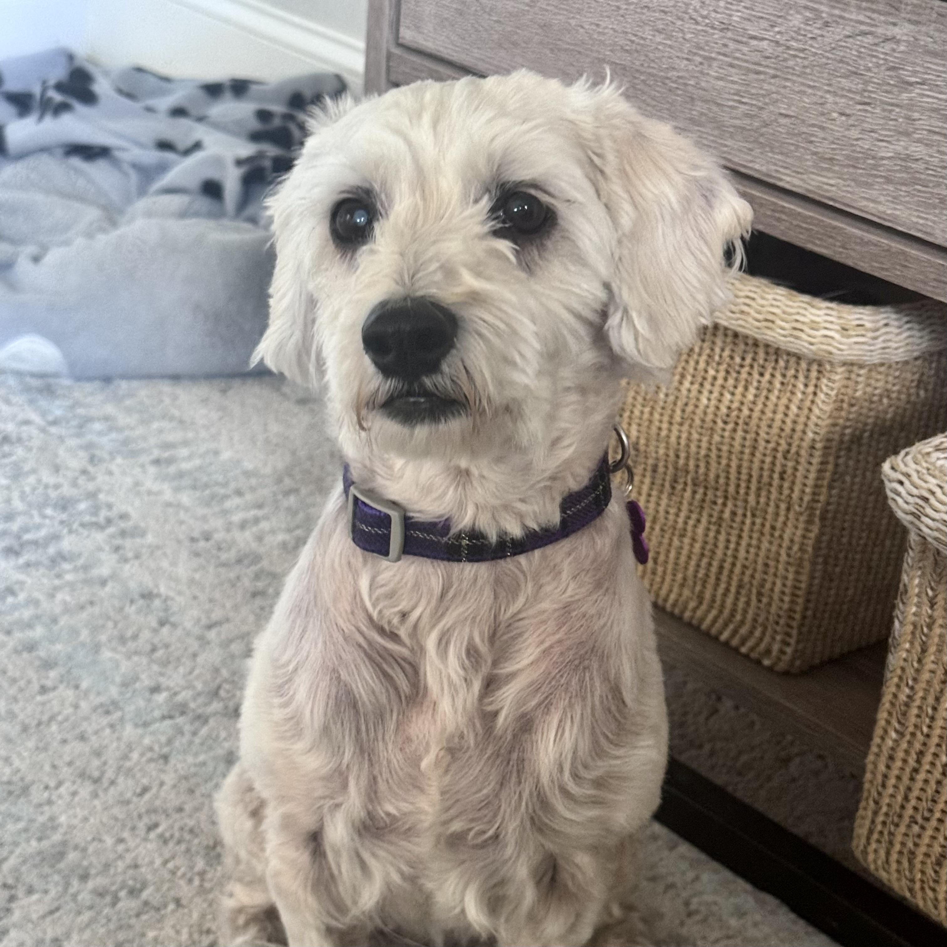 Penelope #560, a Adoptable mixed breed in Placentia, CA image 5/6