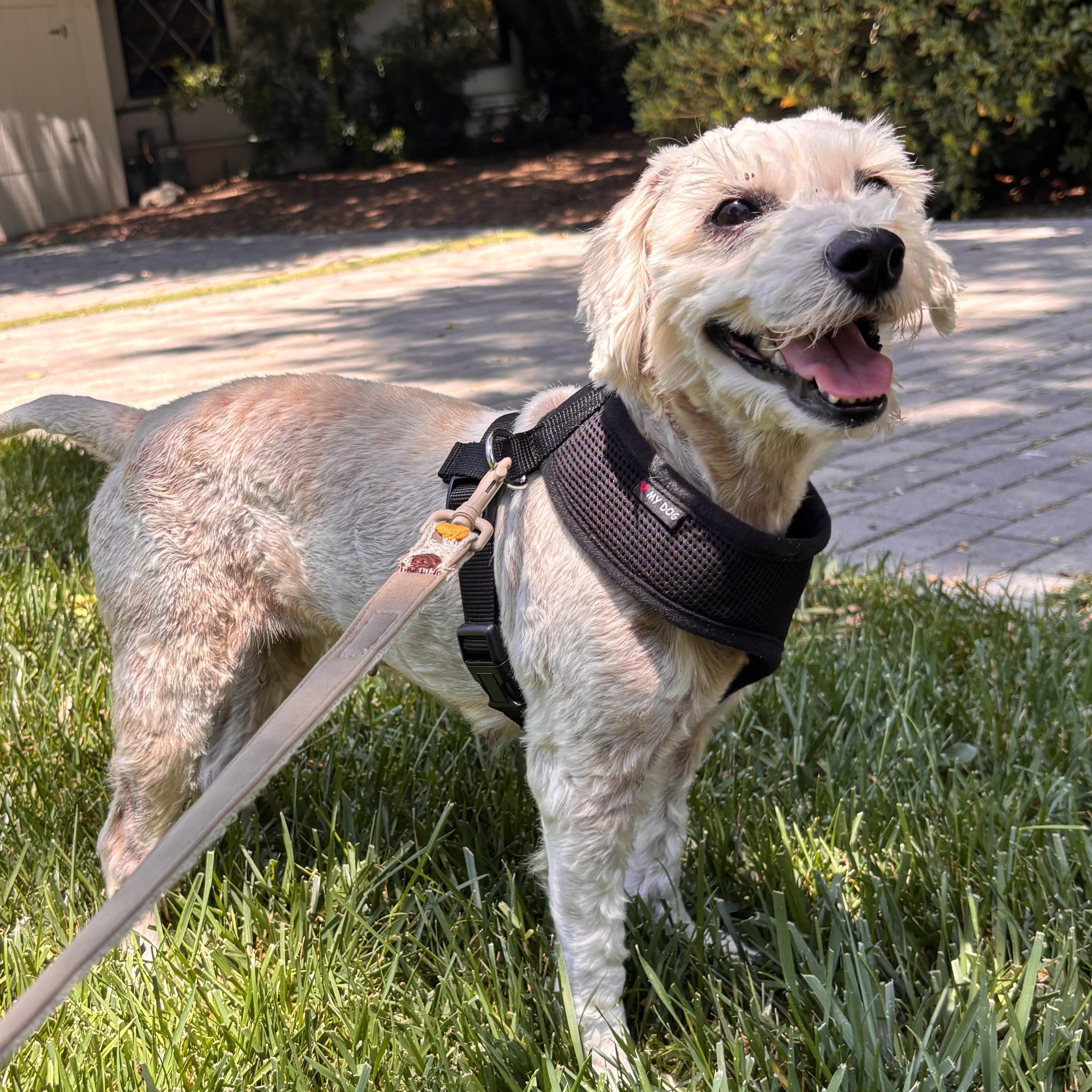Penelope #560, a Adoptable mixed breed in Placentia, CA image 6/6