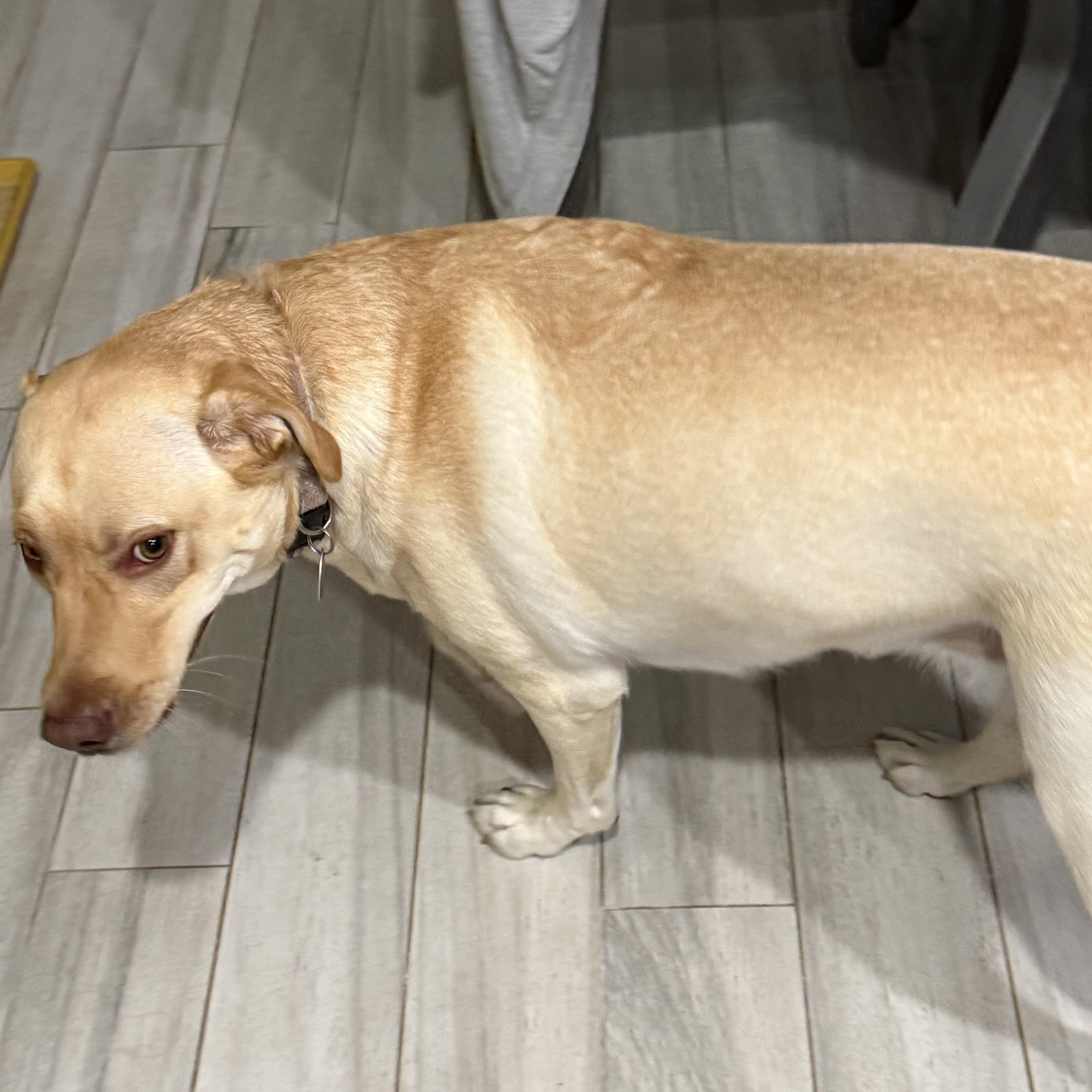 Enlarge Sandy, a Adoptable Labrador Retriever in Farmersville, TX image 3/5