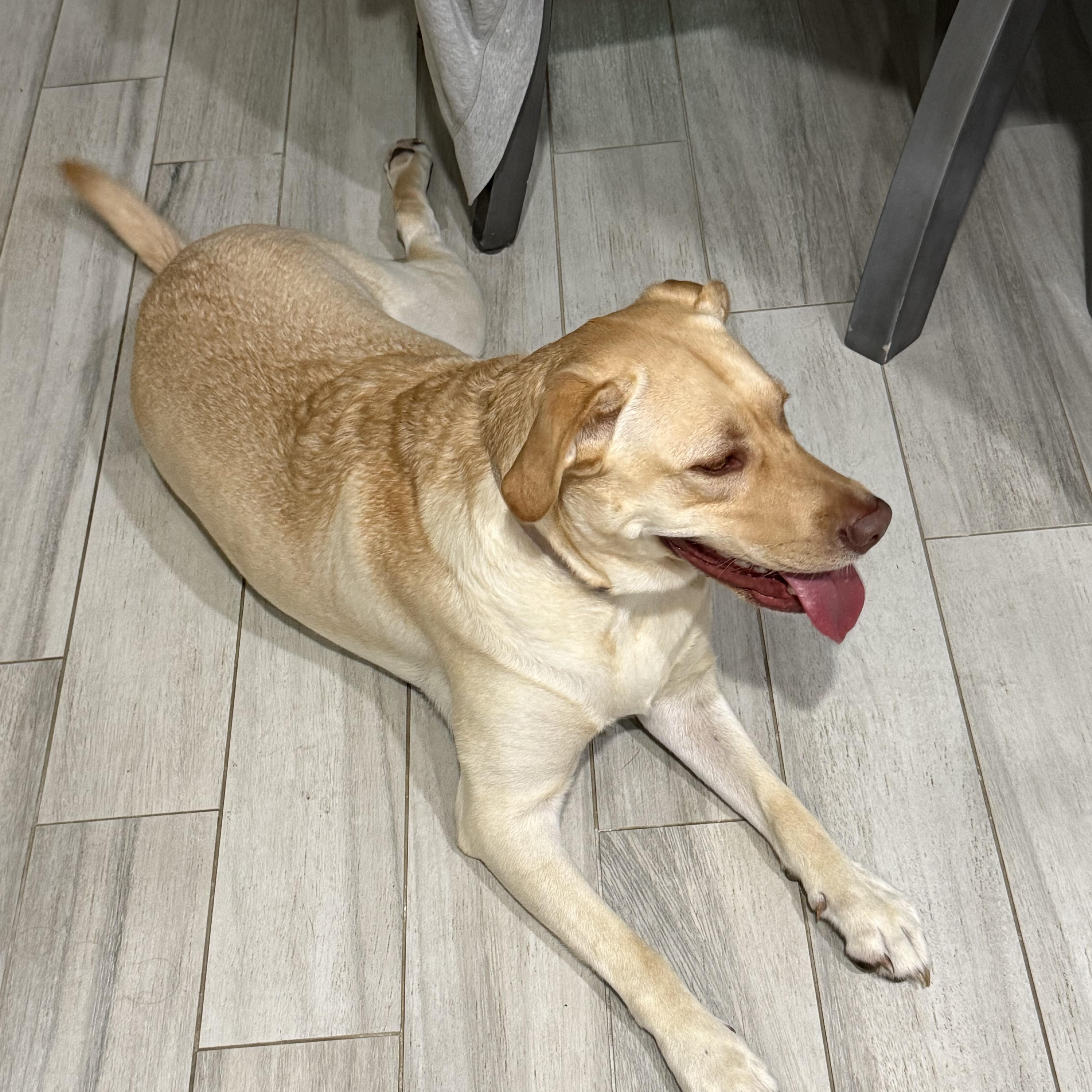Enlarge Sandy, a Adoptable Labrador Retriever in Farmersville, TX image 5/5