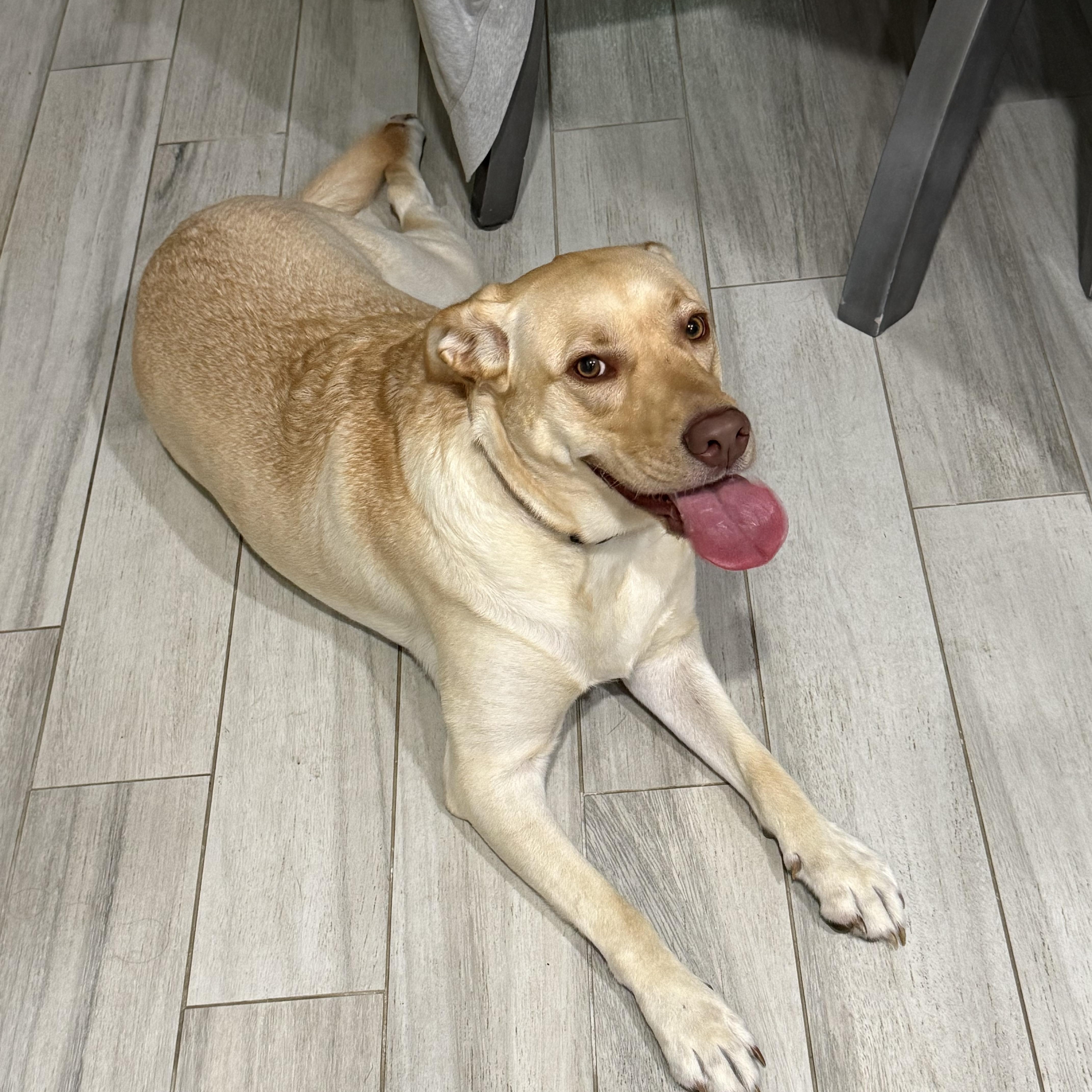 Sandy, Adoptable, Adult Female Labrador Retriever.