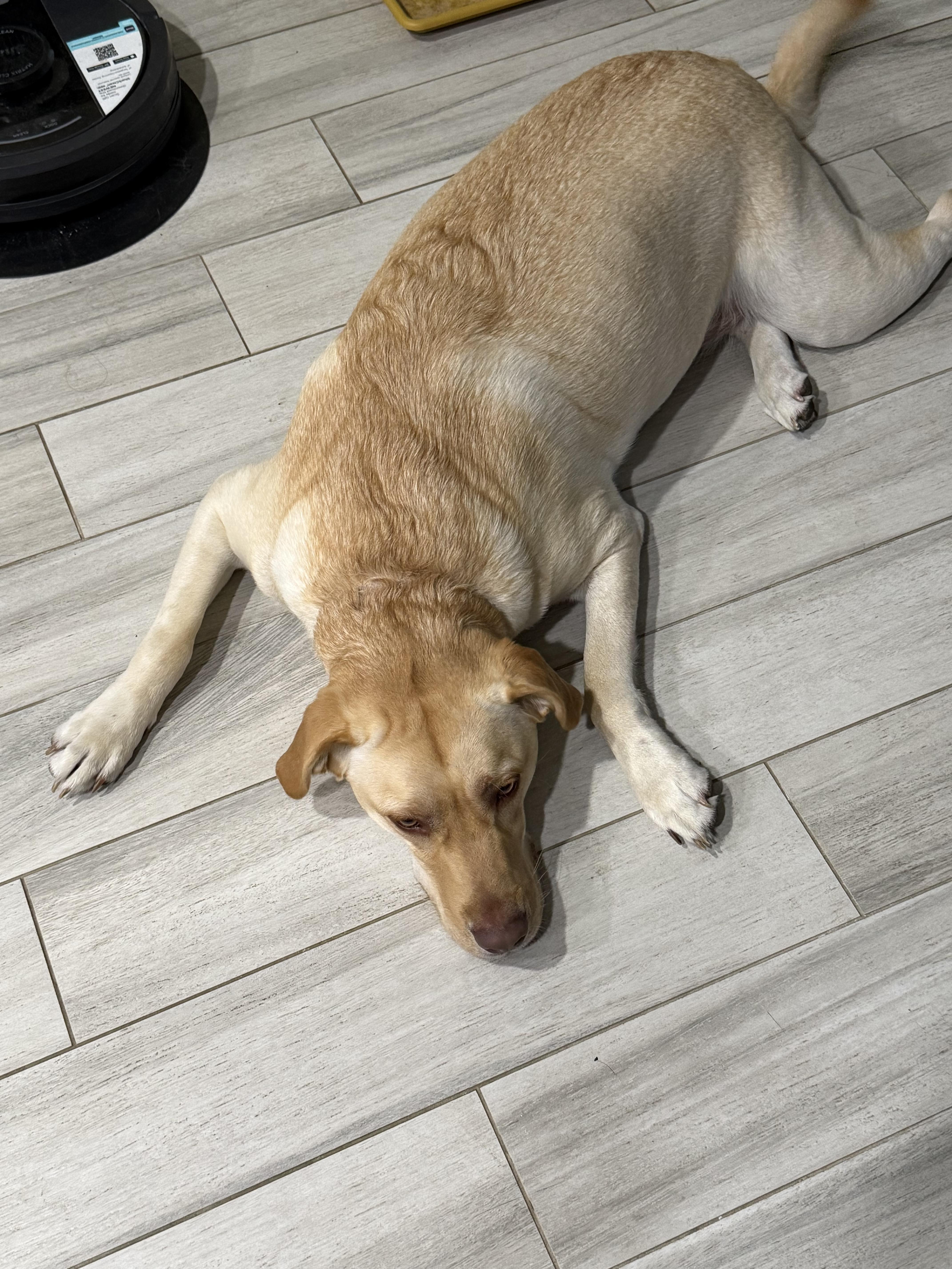 Enlarge Sandy, a Adoptable Labrador Retriever in Farmersville, TX image 2/5