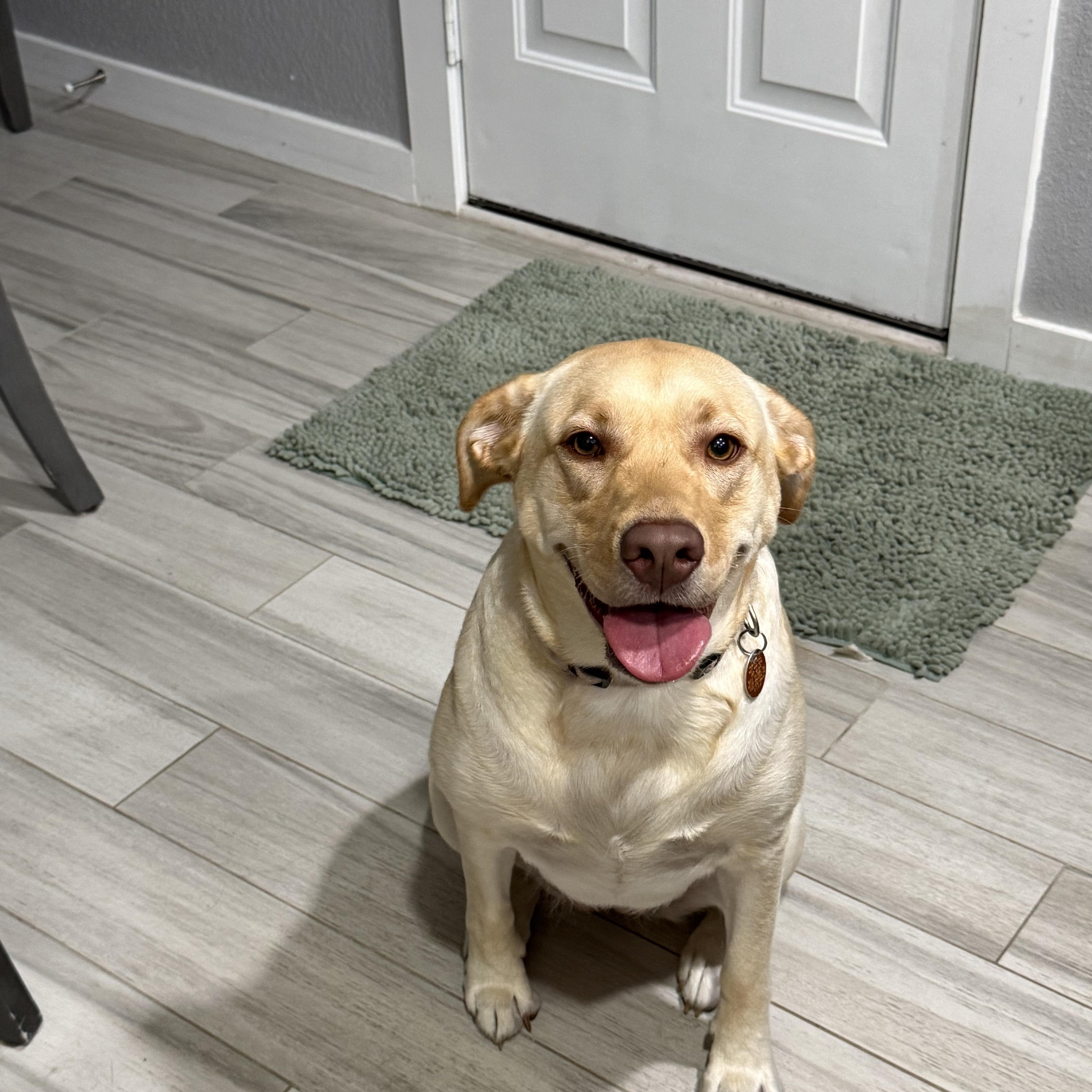 Enlarge Sandy, a Adoptable Labrador Retriever in Farmersville, TX image 4/5