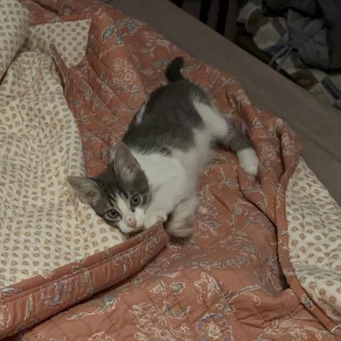 Seven, Adoptable, Kitten Male Domestic Short Hair.
