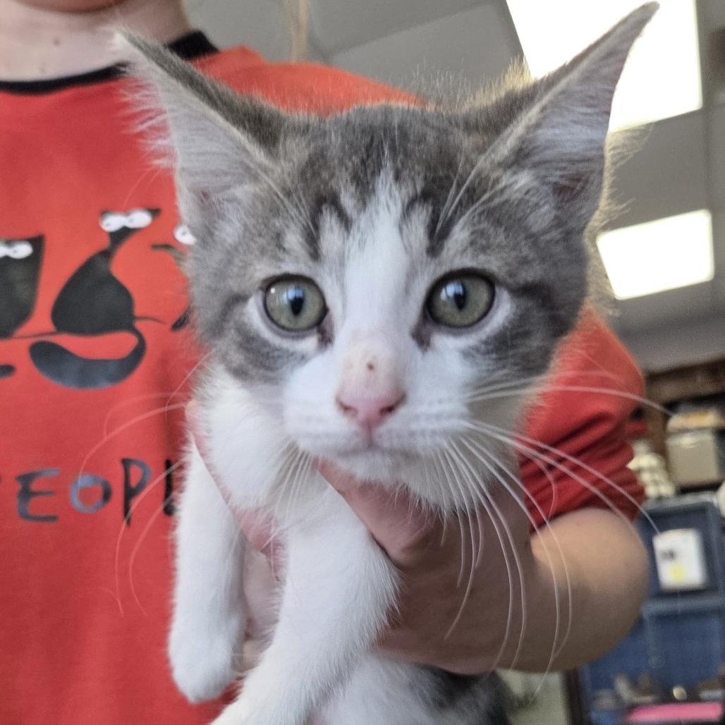 Enlarge Seven, a Adoptable Domestic Short Hair in Branson, MO image 3/4