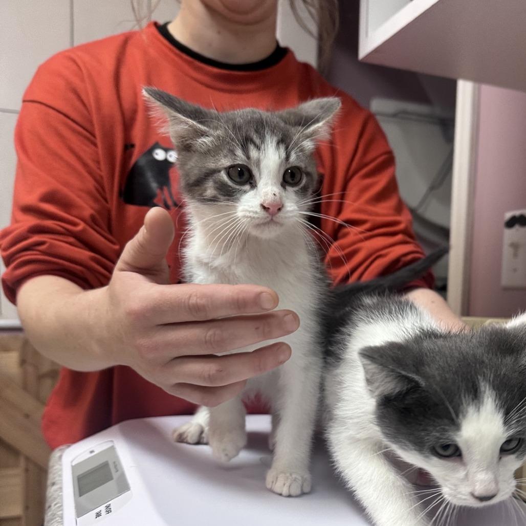 Enlarge Seven, a Adoptable Domestic Short Hair in Branson, MO image 4/4