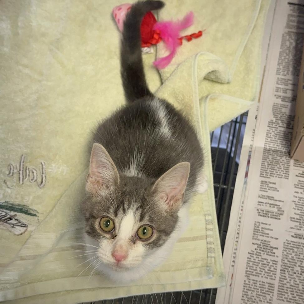 Seven, a Adoptable Domestic Short Hair in Branson, MO image 6/6