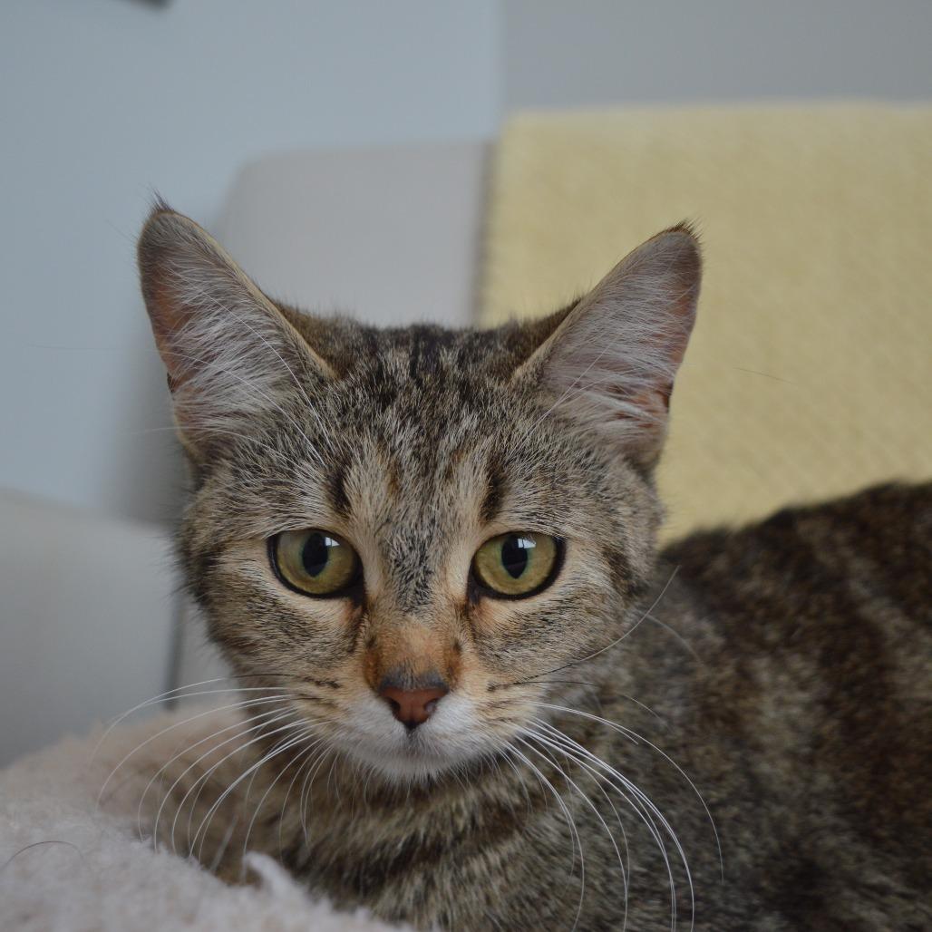 Hex, Adoptable, Young Female Domestic Medium Hair.