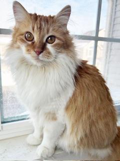 Enlarge Audrey, a Adoptable Domestic Long Hair in Mount Prospect, IL image 4/4
