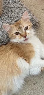 Enlarge Audrey, a Adoptable Domestic Long Hair in Mount Prospect, IL image 1/4