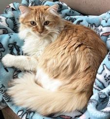 Enlarge Audrey, a Adoptable Domestic Long Hair in Mount Prospect, IL image 1/4