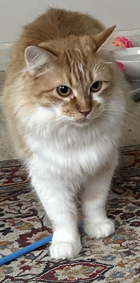 Enlarge Audrey, a Adoptable Domestic Long Hair in Mount Prospect, IL image 3/4