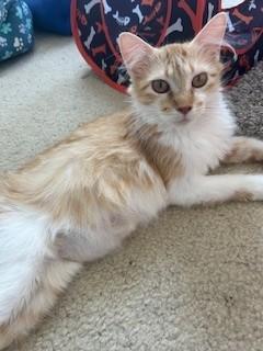 Enlarge Audrey, a Adoptable Domestic Long Hair in Mount Prospect, IL image 2/4