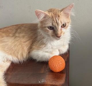 Enlarge Audrey, a Adoptable Domestic Long Hair in Mount Prospect, IL image 4/4