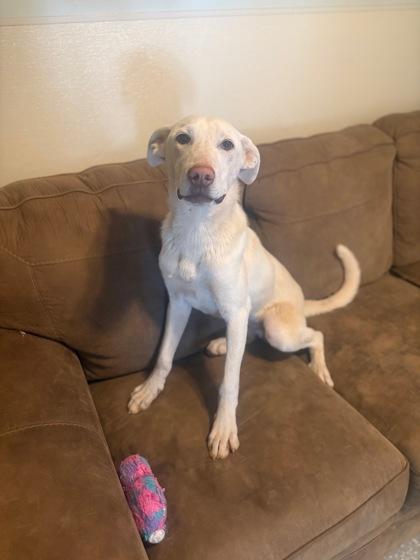 Dart, Adoptable, Adult Male Yellow Labrador Retriever.