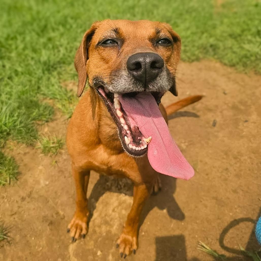 Olive, Adoptable, Adult Female Hound.