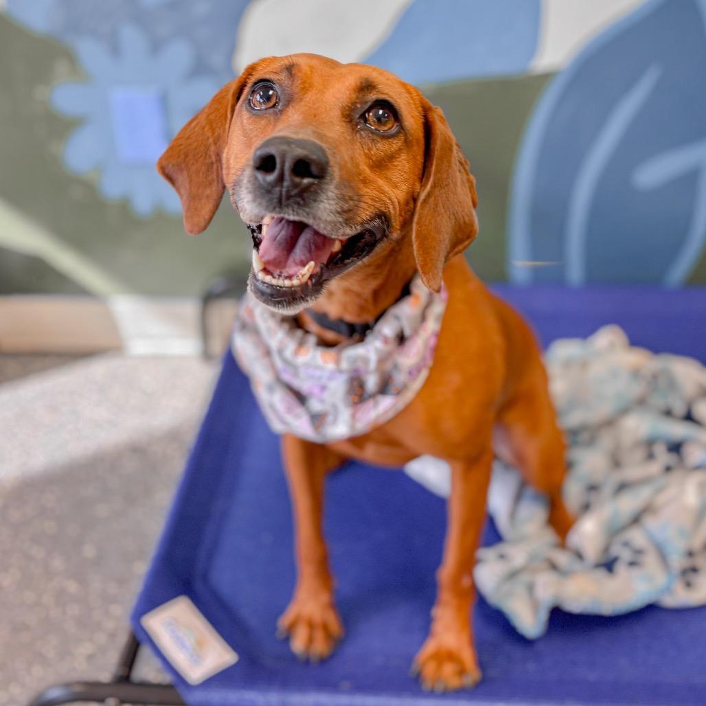 Enlarge Olive, a Adoptable Hound in Springboro, OH image 2/2